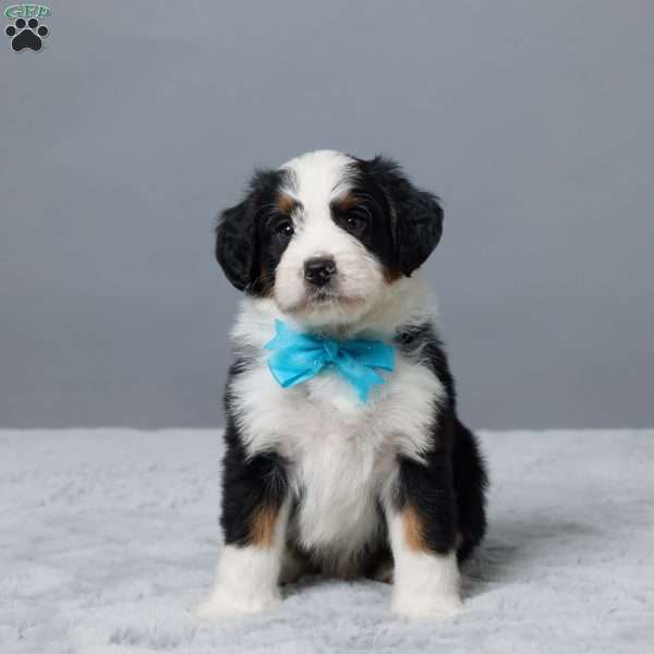 Rock, Mini Bernedoodle Puppy